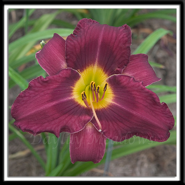 Daylily Gracious Prince Alternate Image